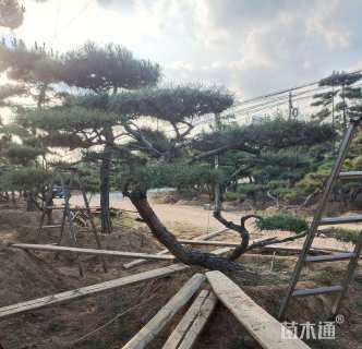 25公分造型油松