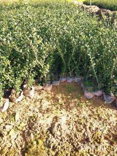 高度25厘米龟甲冬青