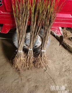 高度60厘米紫穗槐