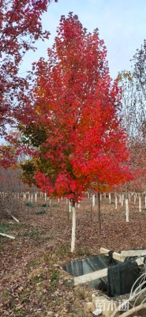 12公分美国红枫