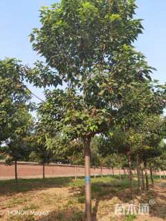 17公分楸树