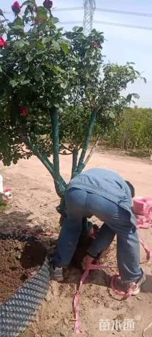 10公分造型月季