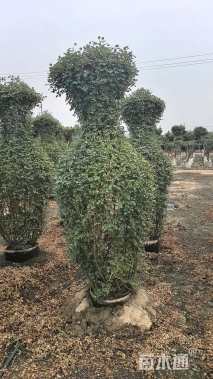 高度150厘米月季