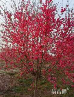 10公分红叶碧桃