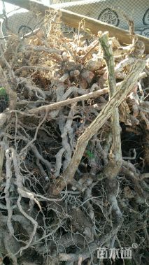 主蔓长100厘米南五味子