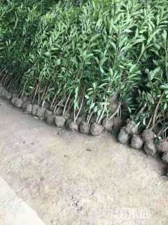 高度1500厘米法国冬青