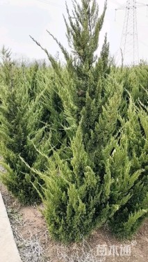 高度400厘米柏树