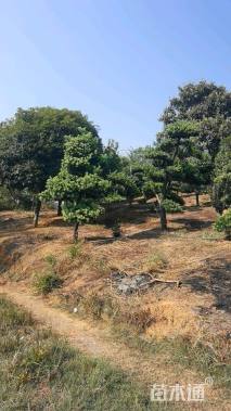 移栽苗造型罗汉松