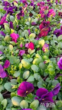 高度20厘米三色堇