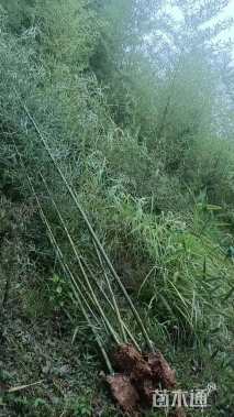 地栽苗雷竹