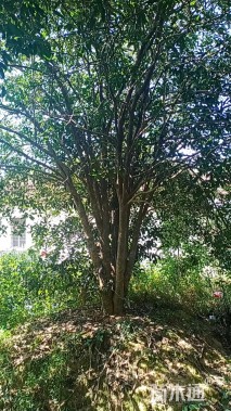 高度450厘米丛生桂花