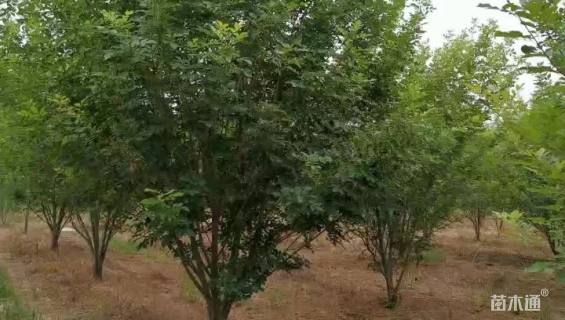 高度7厘米丛生白蜡