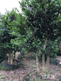 10公分无刺枸骨