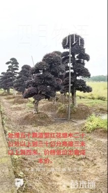 高度2.5厘米红花继木