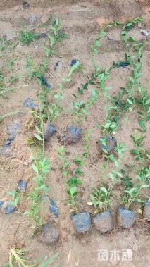 35厘米小叶扶芳藤