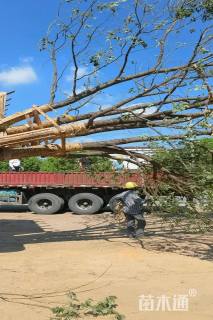 80公分(5杆)丛生香樟