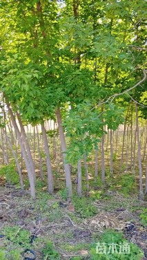 高度400厘米豪猪刺