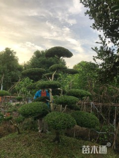 15公分造型黄杨