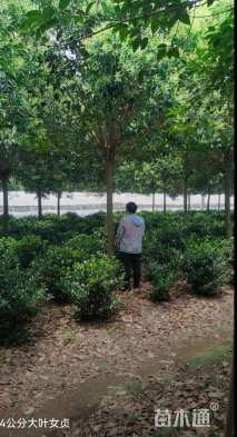 14公分大叶女贞