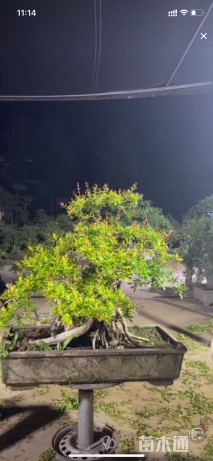 高度90厘米石榴