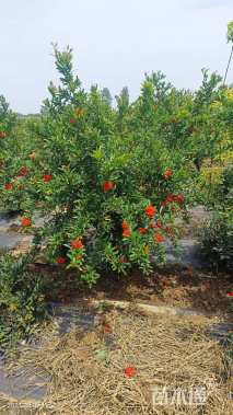 高度250厘米花石榴