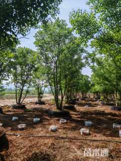 40公分(3杆)丛生乌桕