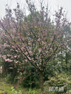 20公分日本晚樱