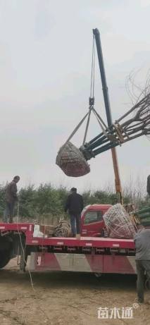 高度800厘米丛生大叶女贞