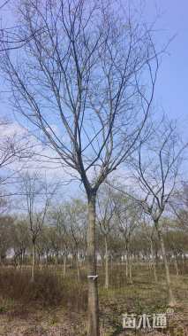 19公分朴树