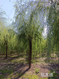 18公分嫁接垂柳