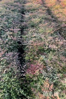 高度30厘米南天竹