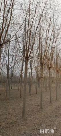 15公分金丝垂柳