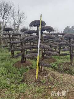 10公分造型红花继木桩