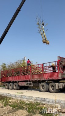 15公分美丽异木棉