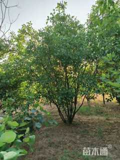 14公分木瓜海棠