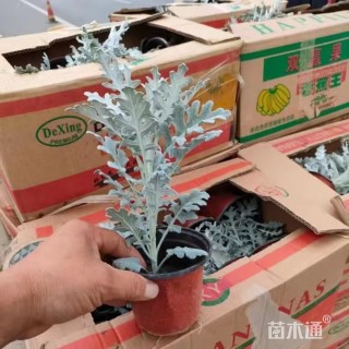 高度22厘米银叶菊