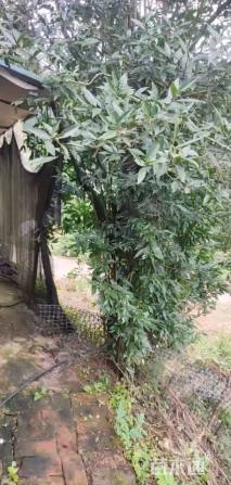 高度4000厘米金弹子