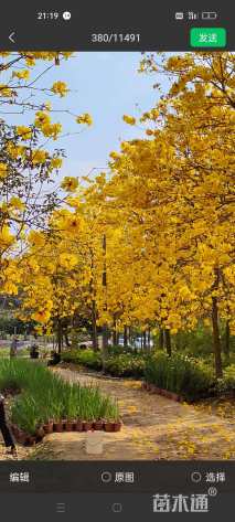 12公分黄花风铃木