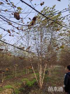 高度500厘米丛生白桦