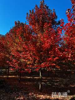 12公分美国红枫