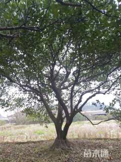 高度400厘米丛生胡柚