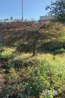 高度200厘米羽毛枫