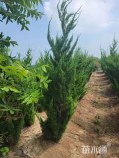 高度200厘米龙柏