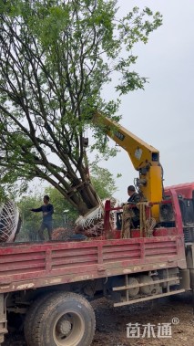 80公分(5杆)丛生朴树