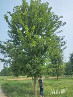 18公分美国红枫