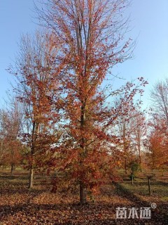 25公分美国红枫-秋火焰