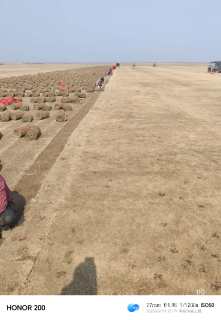 草毯状百慕大草