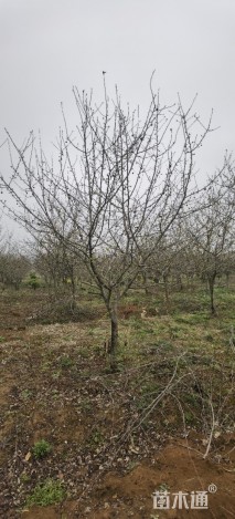 10公分八棱海棠