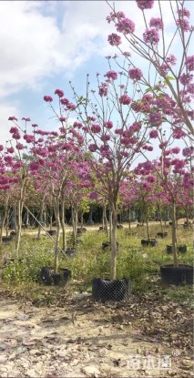 容器苗紫花风铃木