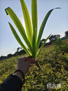 高度20厘米鸢尾